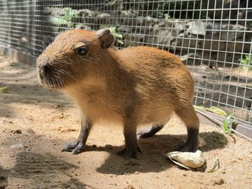 Baby Wan Deng standing in the enclosure